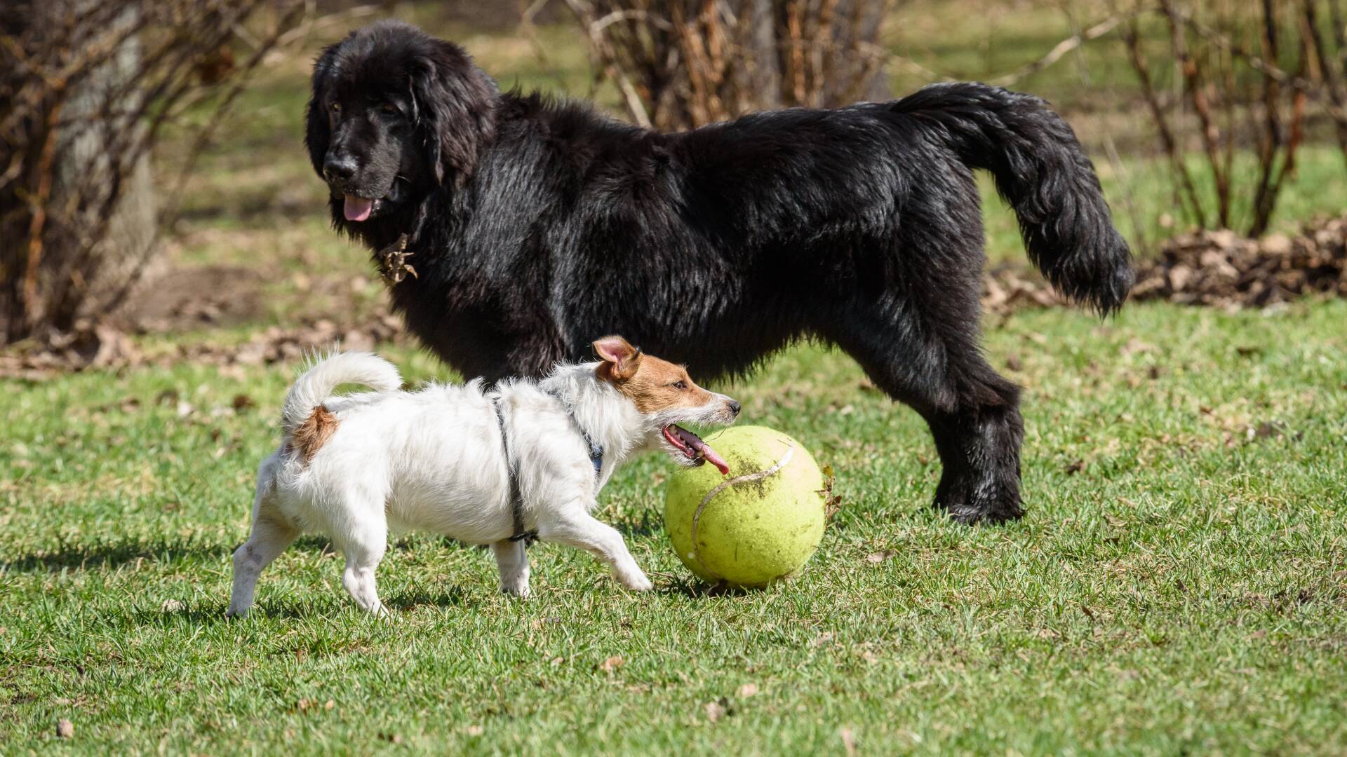 A Newfoundland, a large black dog, and a Jack Russell Terrier, a small brown and white dog, on the grass with a ball.