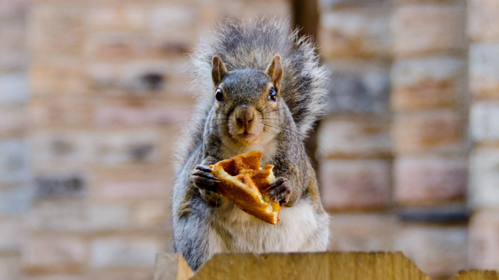 Squirrel Eating Toast
