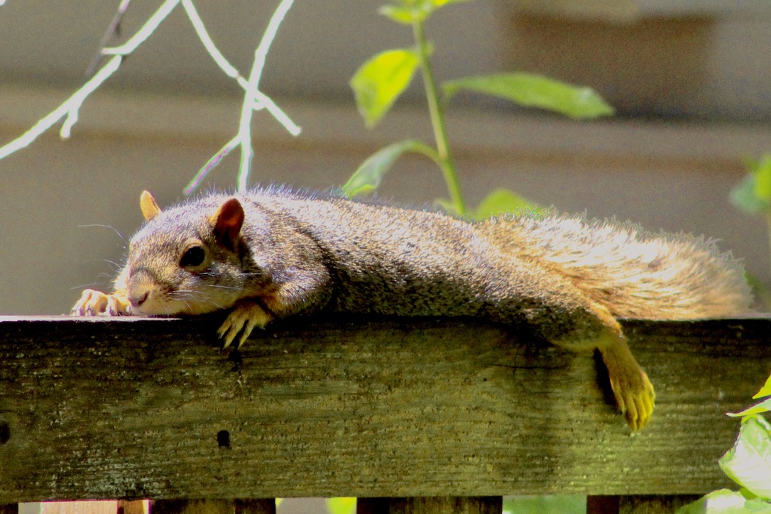 Tired Squirrel