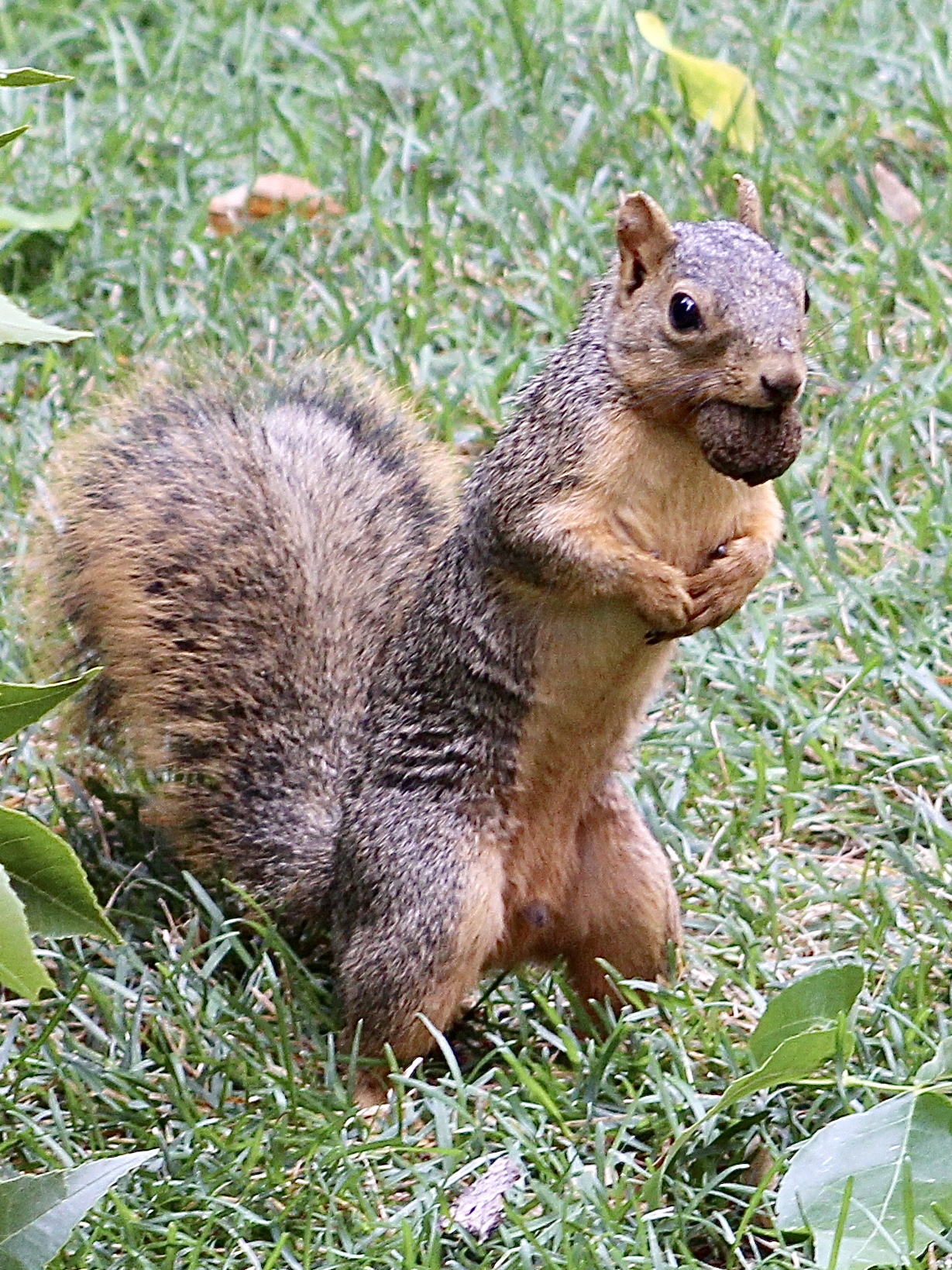 Squirrel with Nut