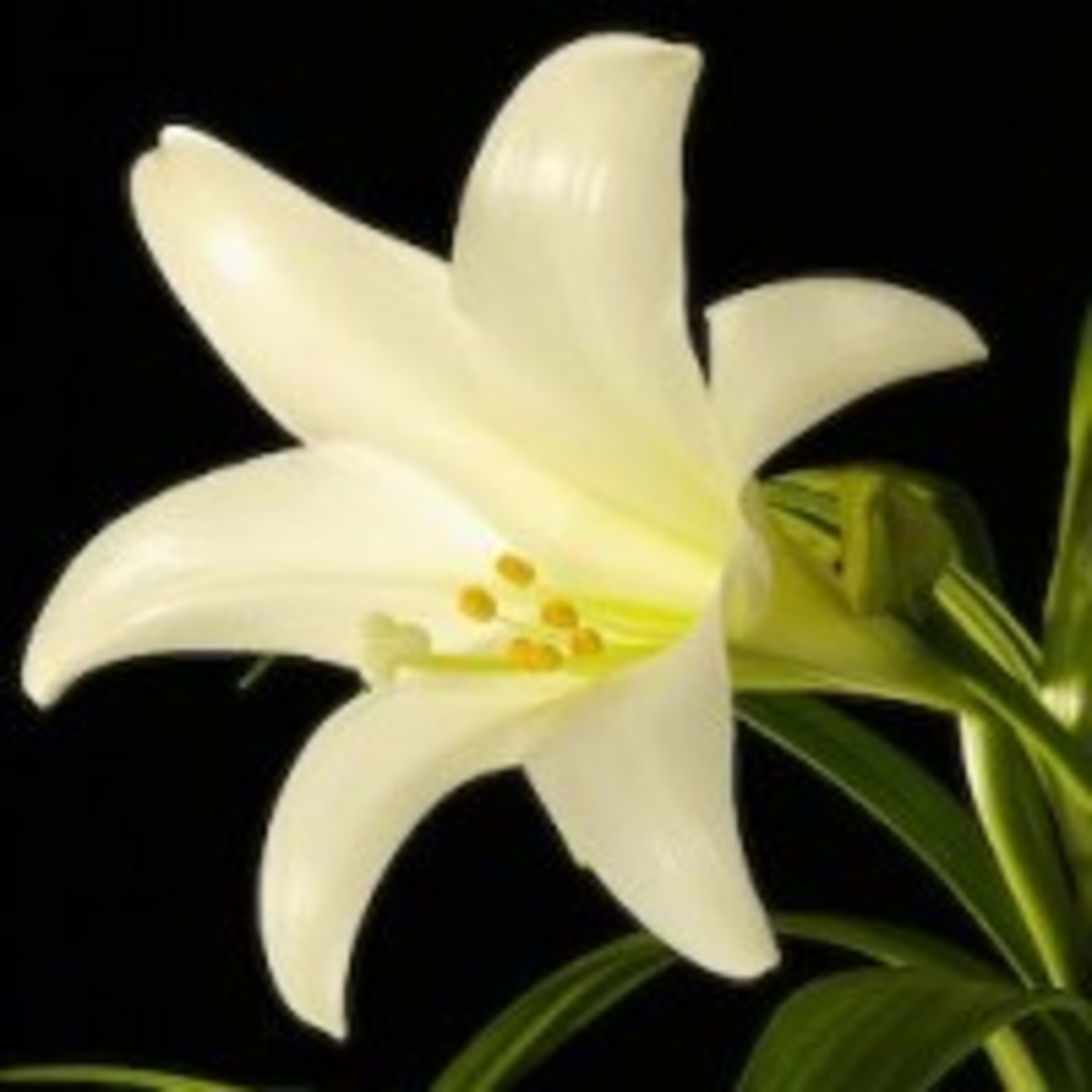 Image Retrieval: Color Coherence Vector - Owlcation